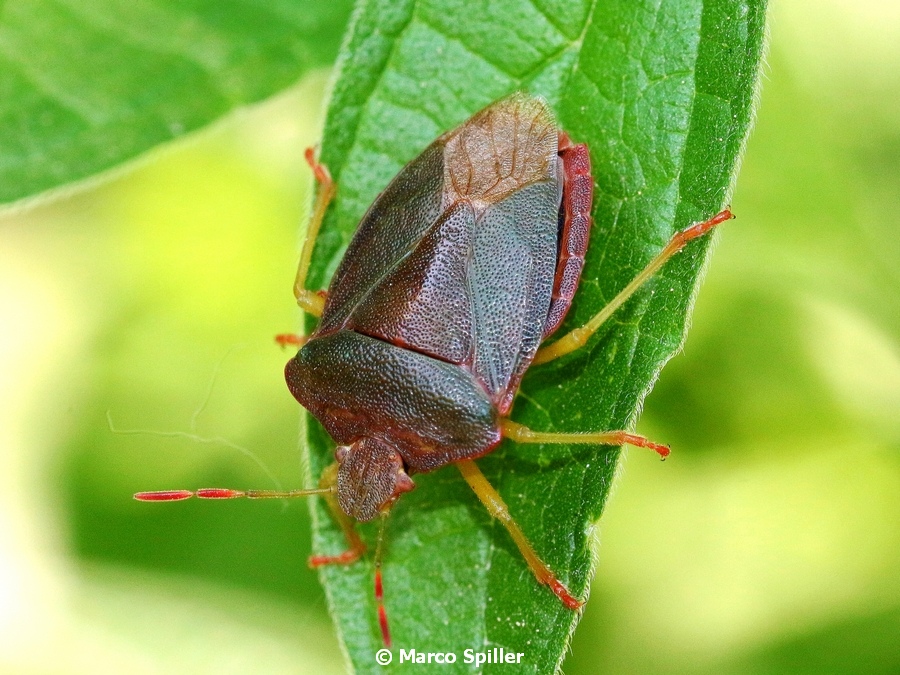 Pentatomidae: Palomena prasina ?  S !